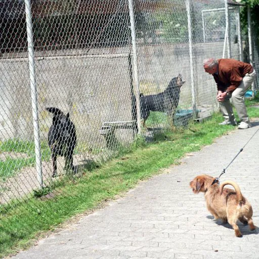 animal shelter