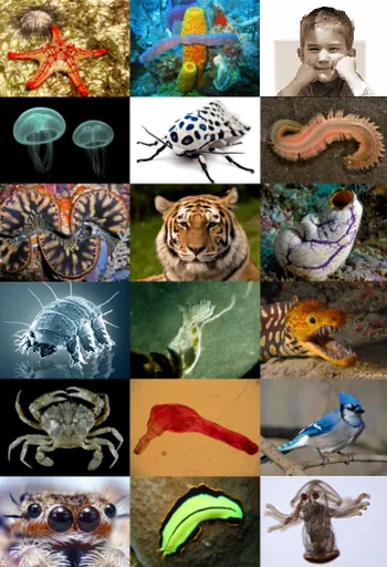 animals