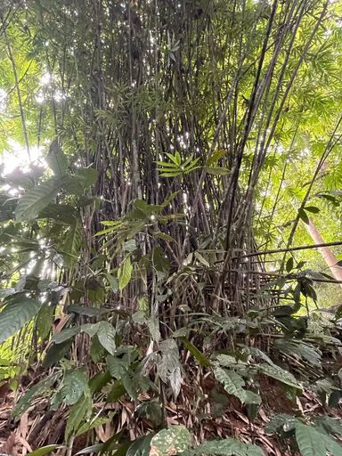 bambu