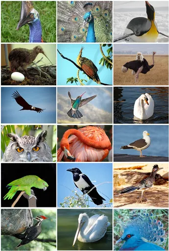 birds