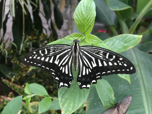 butterfly