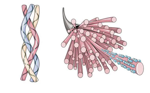 collagen