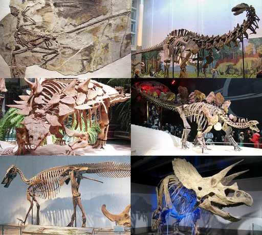dinosaur