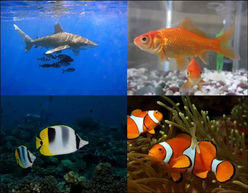 fish