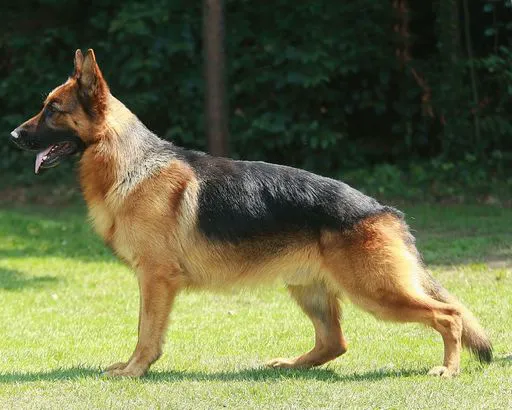 german shepherd