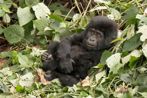 gorilla