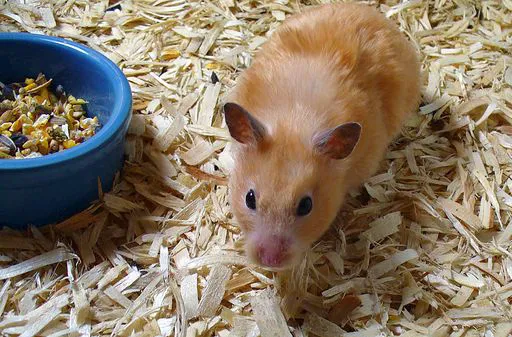 hamster