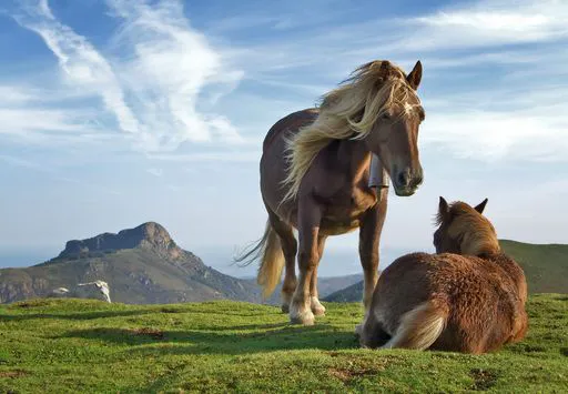 horse