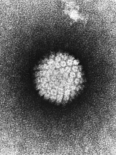 hpv