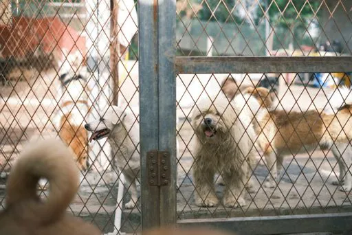 humane society