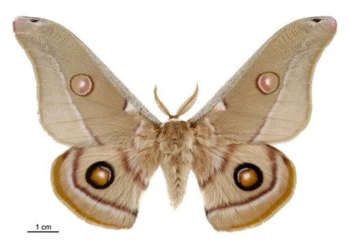 moth