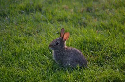 rabbit