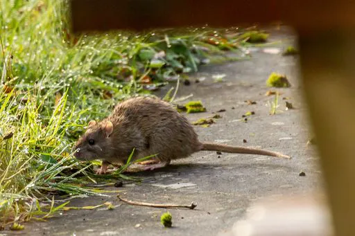 rat