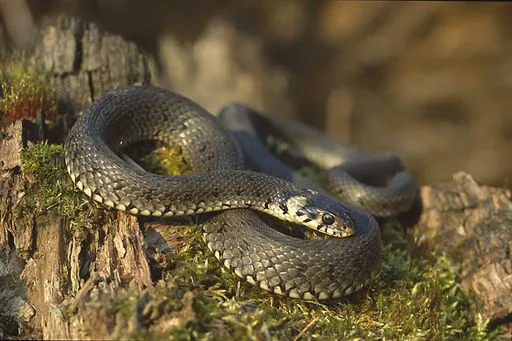 snake