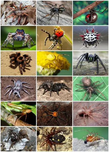 spider