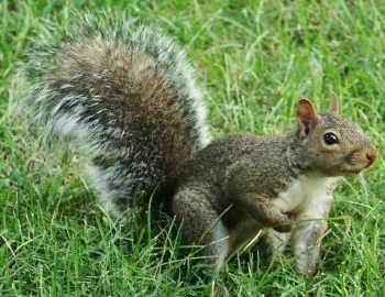 squirrel