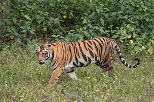 tiger