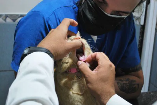 vet near me