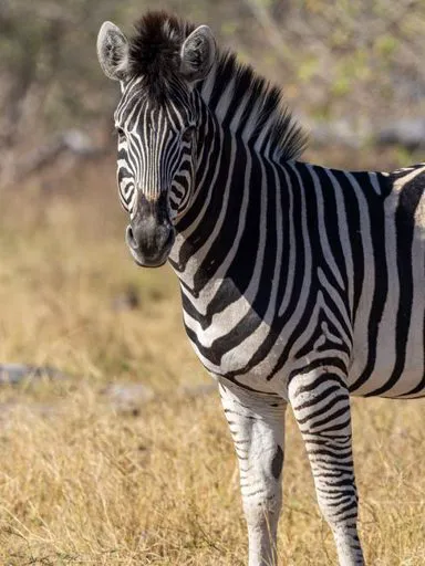 zebra