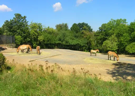 zoo